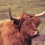 Tain Scotland Travel Guide motorhome and Van