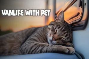 vanlife-with-pets