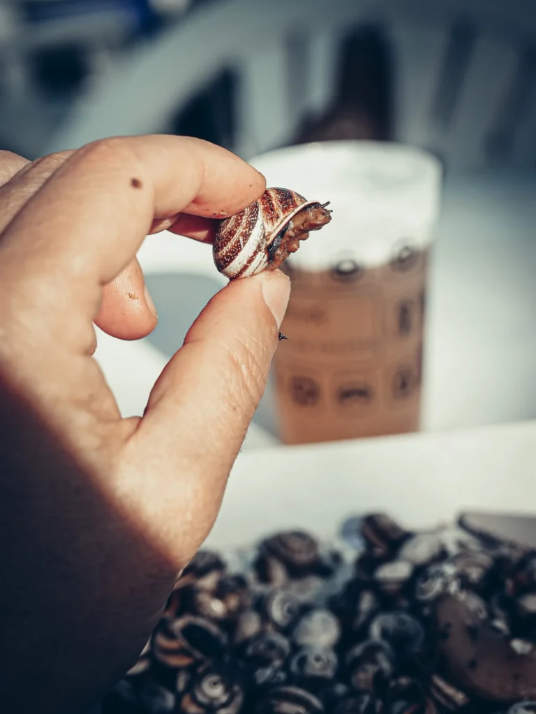 Close-up of a hand holding a cooked snail, with a plastic cup and a tray filled with snails in the background, during a festival in Tavira, Portugal.