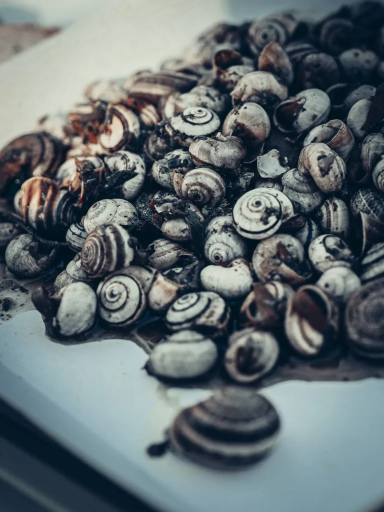 Plate filled with cooked caracois, typical of a gastronomic festival in Tavira, Portugal in spring.
