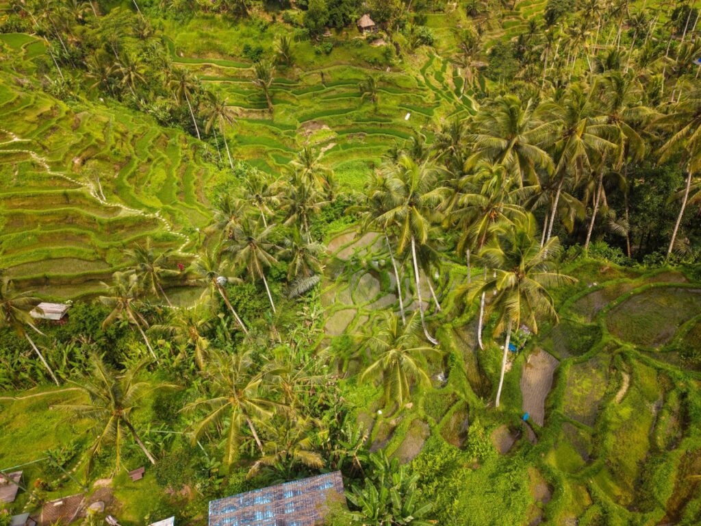 The Tegalalang rice terraces in Bali, Indonesia