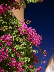 Nikita, our hidden canteen in Tavira (and why we keep coming back)