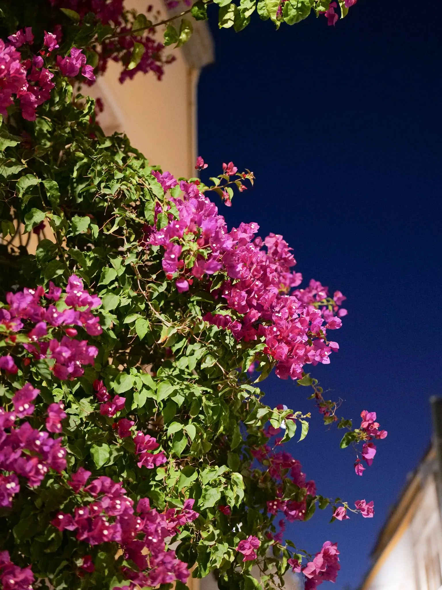 Bougainvillea in bloom on the facade of Nikita restaurant in Tavira, Algarve, at dusk