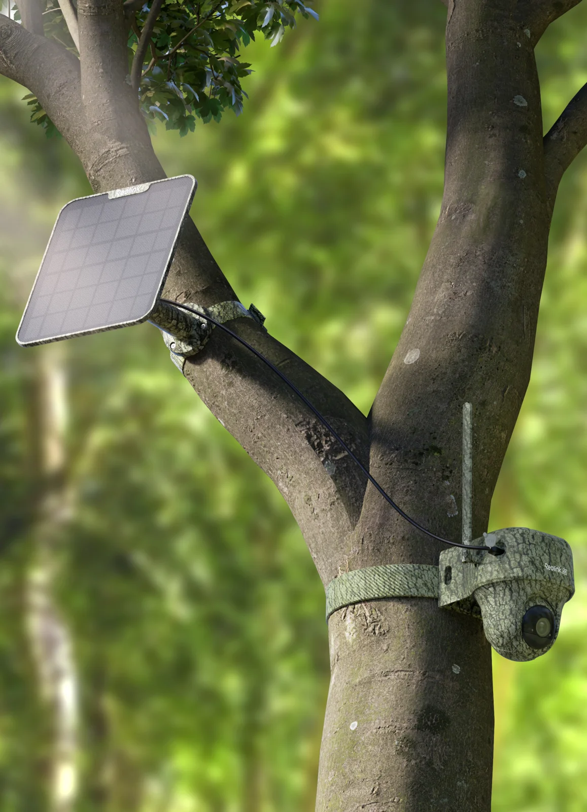Reolink Go Ranger PT and its solar panel installed high up in a tree