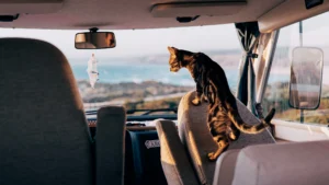 Vasco the cat sitting in the camper van looking at the sea through the window