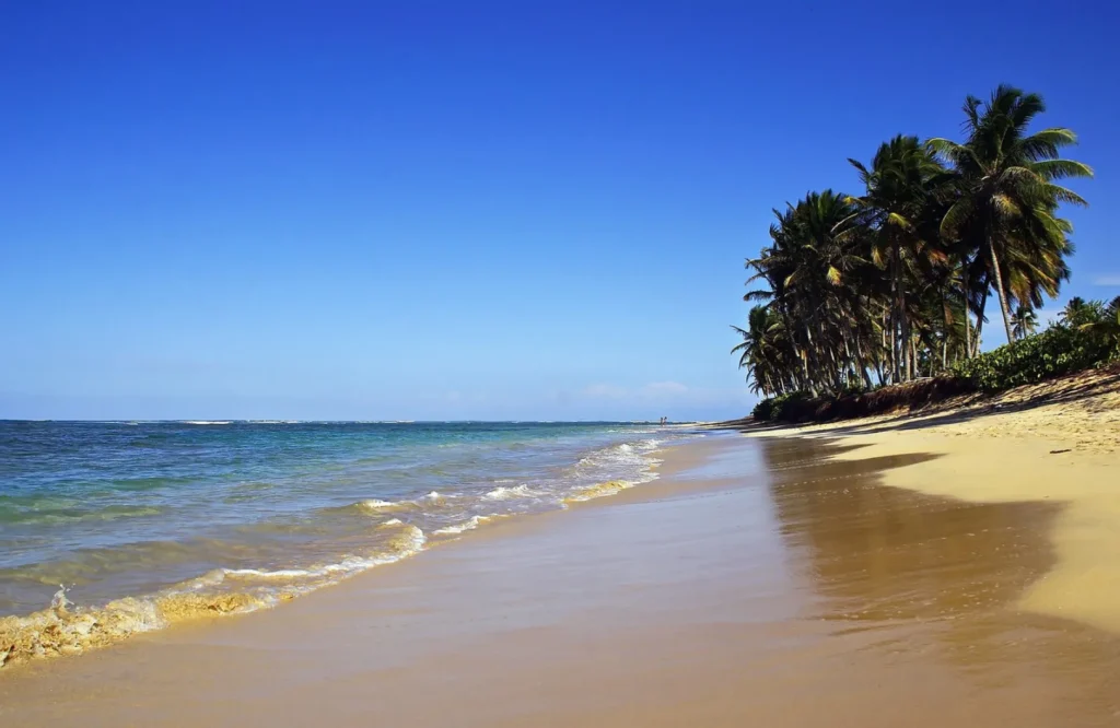 Punta Cana beach lined with palm trees in the Dominican Republic