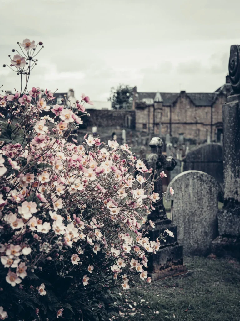 Pink flowers in the foreground of the kirkyard of the Church of the Holy Rude in Stirling, with ancient tombstones and stone buildings in the background.