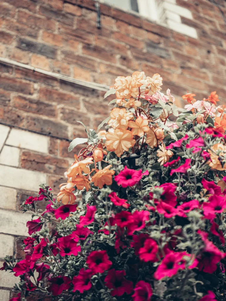 A deep flower bed in front of a brick wall in Glasgow, under the changing light of a sky alternating between grey and sunny spells.