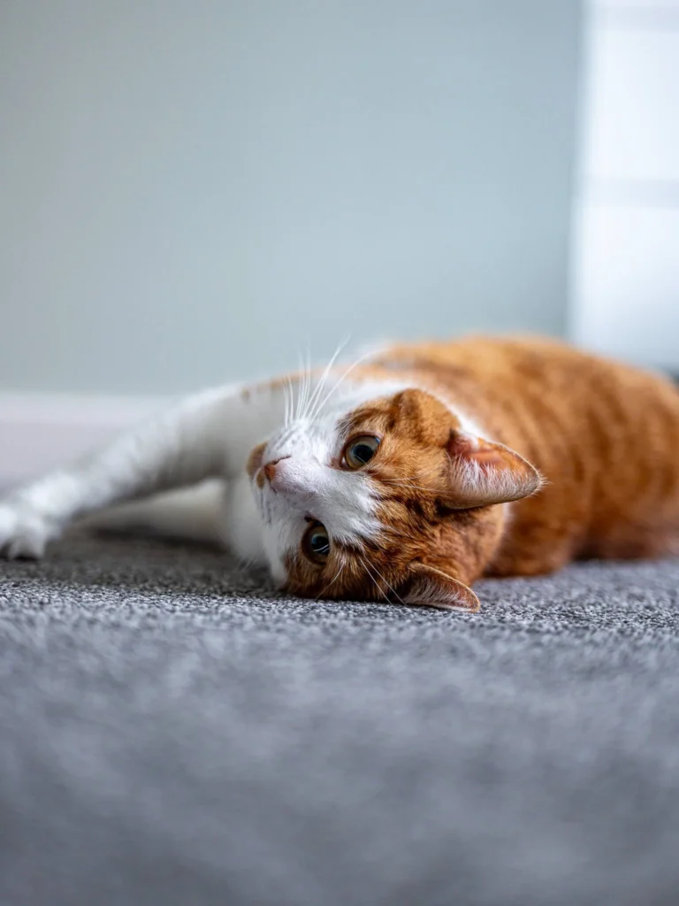 A ginger and white cat stretched out on a grey carpet in a bright room at Rocklee Bnb, Glencoe in the Scottish Highlands in August 2026.