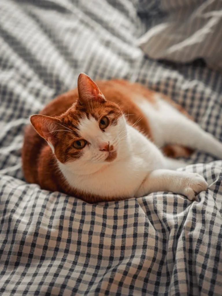 Ginger and white cat lying on a checked duvet in a room in Glencoe in the Scottish Highlands.