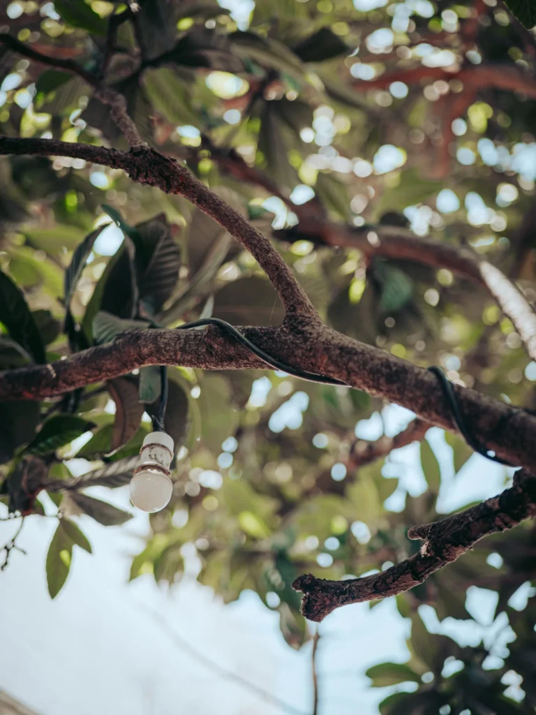 Hanging string bulb on a tree branch in the garden of The Garden Bar and Grill in Lagos.