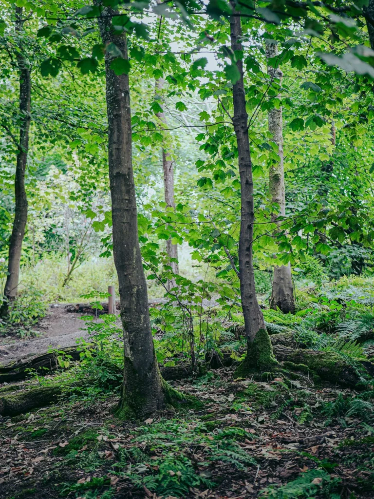 Lush undergrowth near the Wallace Monument in Stirling, photographed in August 2026 in Scotland.